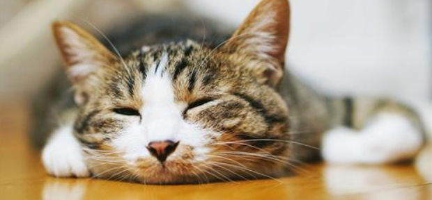 猫咪为什么喜欢趴着睡？会影响身体发育吗？