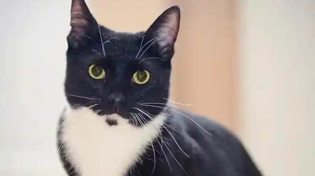 今日科普：玄猫和普通猫有啥不同？
