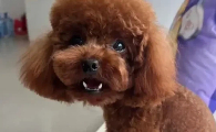 狗狗出现狂躁是什么原因