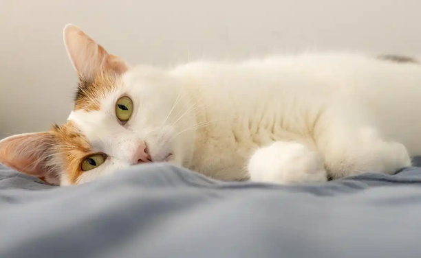夏天猫咪打喷嚏是什么原因