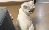 猫咪夏天需要把全身毛发剃光降温吗?