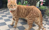 美国硬毛猫咬人吗？温顺伴侣少有攻击性
