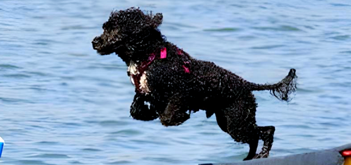 葡萄牙水犬多大产仔?繁殖周期与护理要点快来了解下! 葡萄牙水犬多大产仔?繁殖周期与护理要点快来了解下!