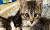 猫咪总小口喘气散热，是体温调节偏弱吗？