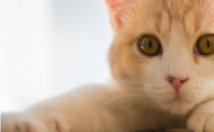 猫咪触碰后背就炸毛闪躲，是背肌筋膜损伤吗？
