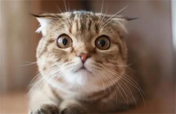 猫咪突然虚弱发烧怎么办? 猫咪突然虚弱发烧怎么办?