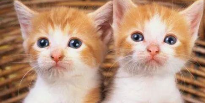 猫咪总把爪子藏肚子下，是四肢畏寒体虚吗？