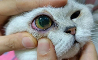 猫咪眼睛充血是什么原因