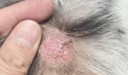 狗狗真菌皮肤病诊断方法有哪些
