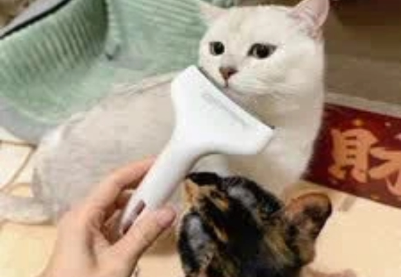 猫咪除毛神器什么样的好用？GERTHRON打造冠军标准