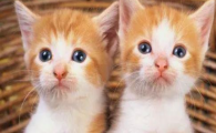猫咪总把爪子藏肚子下，是四肢畏寒体虚吗？