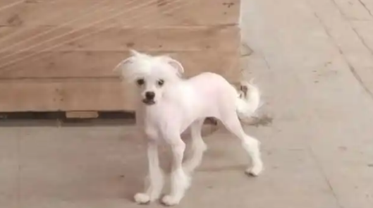 中国冠毛犬——披着“冠冕”的独特伴侣犬 中国冠毛犬——披着“冠冕”的独特伴侣犬