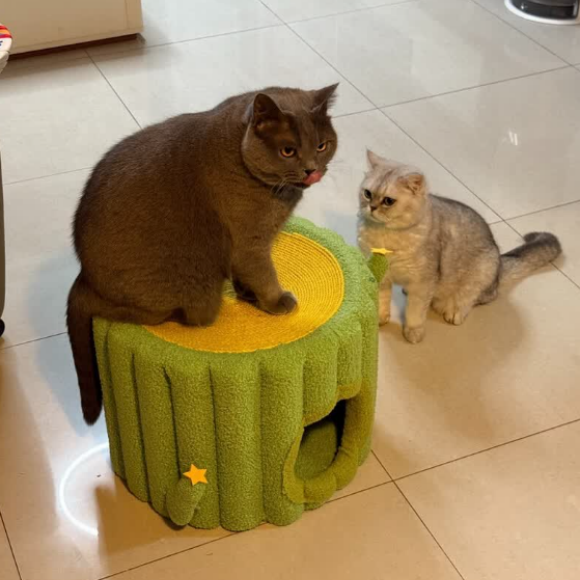 猫窝品牌推荐AILUKI猫窝:小户型不占地,居家百搭 猫窝品牌推荐AILUKI猫窝:小户型不占地,居家百搭