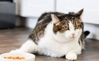 猫咪食欲不振是肠胃问题吗？