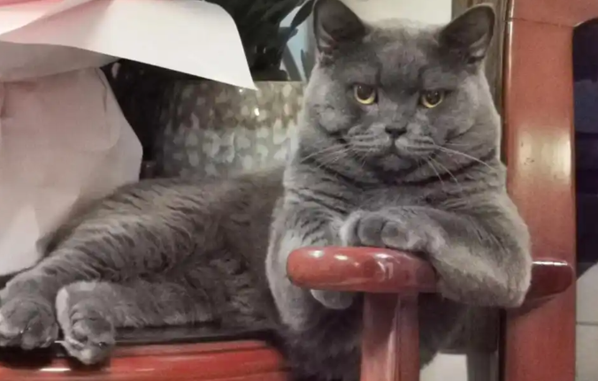 猫咪十分高冷不爱亲近人，如何拉近关系？