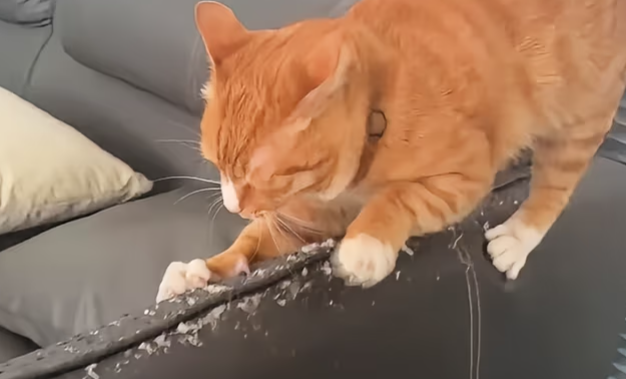 猫咪总乱抓家具是什么原因？