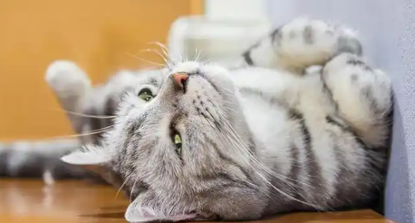 猫咪打滚蹭来蹭去怎么回事