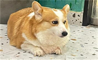 狗狗肛门腺发炎怎么办？