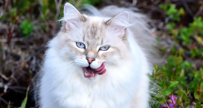 猫咪鼻炎犯了怎么缓解