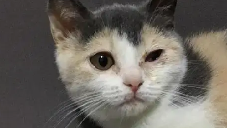 猫咪眼睛一只大一只小有点睁不开是为什么