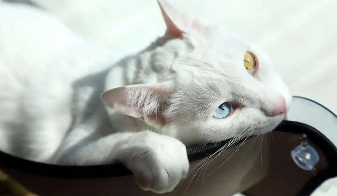 猫咪大肠杆菌腹泻用啥药好