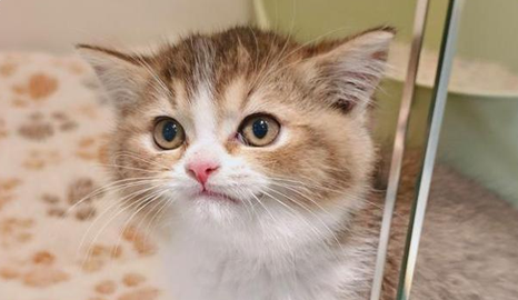 猫嗓子哑了怎么办
