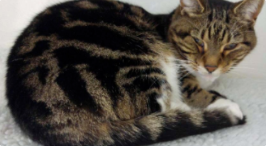 猫咪毛发变白稀疏正常吗? 猫咪毛发变白稀疏正常吗?