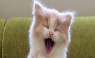 猫咪睡觉总爱张嘴小呼吸？是呼吸道不通畅吗？