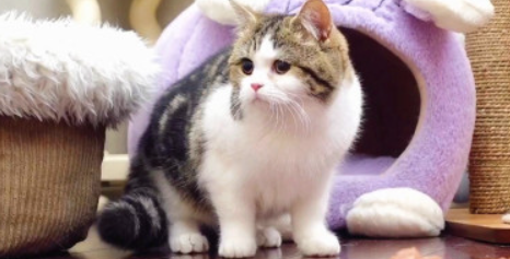 猫咪啃咬猫砂？是微量元素缺失吗