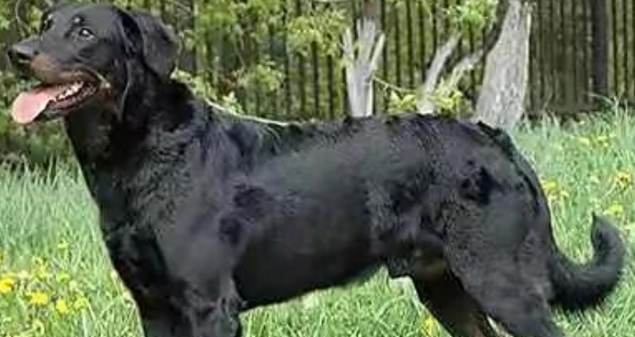 法国狼犬：优雅与力量的象征