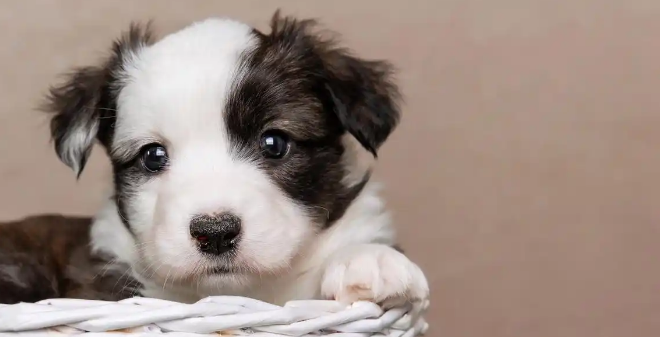 母犬私处流脓是子宫蓄脓吗 母犬私处流脓是子宫蓄脓吗