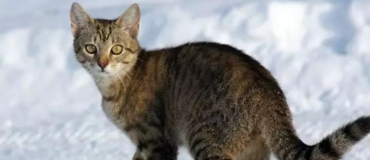 猫咪肢体怕冷蜷缩成团?是末梢循环较差吗? 猫咪肢体怕冷蜷缩成团?是末梢循环较差吗?
