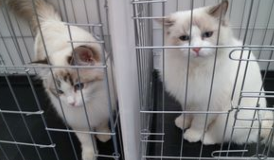 猫咪尾巴脱毛是皮肤病吗？