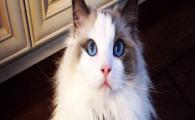 猫咪长期眼屎干结发硬？如何改善泪腺代谢问题？