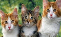 猫咪突然不爱互动?是轻微应激低迷吗?