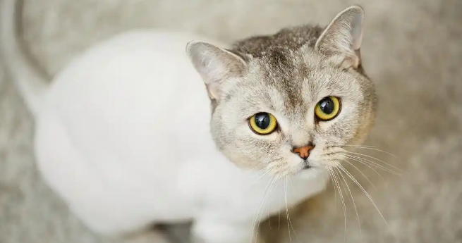 猫咪急性肠胃炎呕吐腹泻如何缓解 猫咪急性肠胃炎呕吐腹泻如何缓解