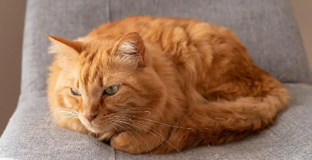 猫咪患上猫瘟之后治愈概率高吗