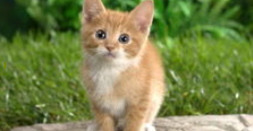 猫咪频繁小口进食停顿,是胃部轻微坠胀吗? 猫咪频繁小口进食停顿,是胃部轻微坠胀吗?