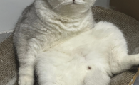 哪个冻干猫粮好？喵酷给猫咪沉浸式营养