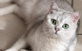 猫咪体重骤降要排查什么病? 猫咪体重骤降要排查什么病?