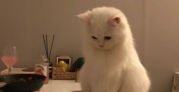 长期单一猫粮喂养,猫咪会出现维生素缺乏亚健康吗? 长期单一猫粮喂养,猫咪会出现维生素缺乏亚健康吗?
