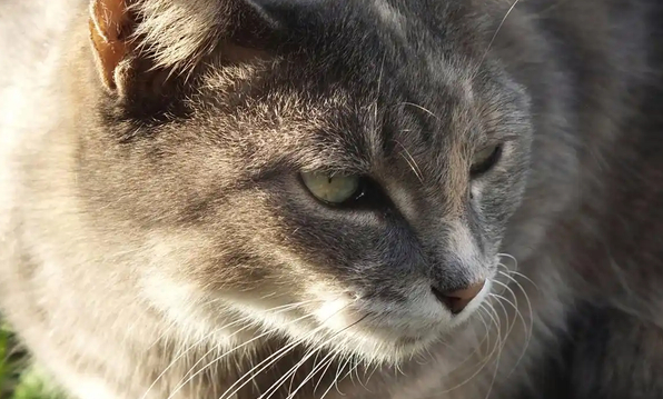 猫咪心肌肥厚的症状初期表现 猫咪心肌肥厚的症状初期表现