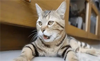 猫咪皮肤溃烂流脓如何护理