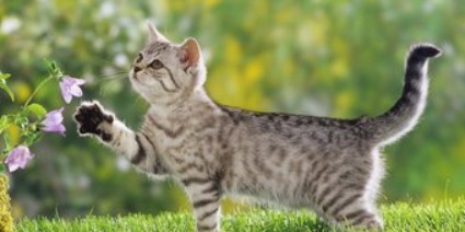 猫咪喝水频繁甩头？是口腔进水不适吗？
