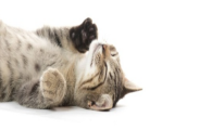 猫咪频繁抓挠耳朵外侧皮肤？是外耳皮炎作祟吗？