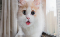 猫咪频繁眯眼眨眼，是轻微结膜炎前兆吗？