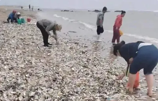 威海沙滩现大量生蚝,有市民捡了两大袋!有关部门紧急劝离赶海市民