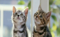 猫咪呼吸急促胸口起伏大，是心肺功能偏弱吗？