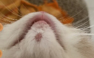 猫下巴有块硬硬的东西怎么回事