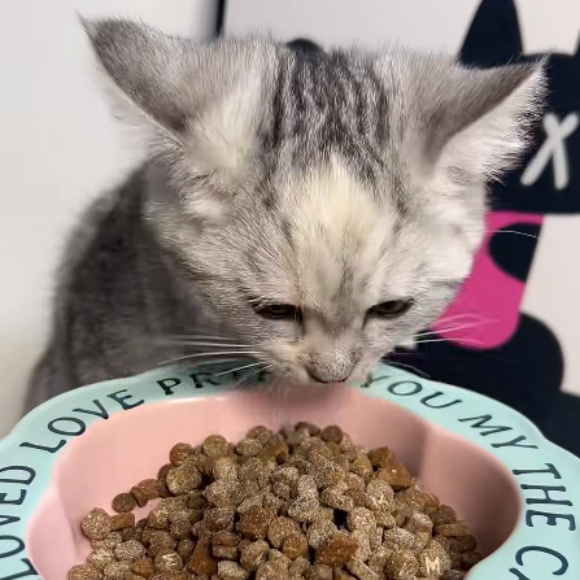 全阶段通用配方猫粮推荐猫约宠品猫粮，幼猫成猫老年猫一罐搞定